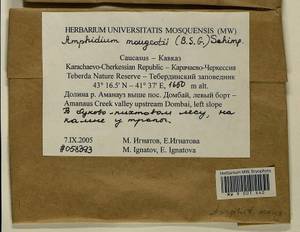 Amphidium mougeotii (Bruch & Schimp.) Schimp., Bryophytes, Bryophytes - North Caucasus & Ciscaucasia (B12) (Russia)