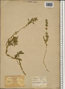 Marrubium peregrinum L., Caucasus, Krasnodar Krai & Adygea (K1a) (Russia)