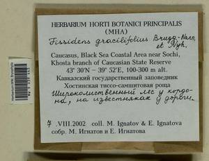Fissidens gracilifolius Brugg.-Nann. & Nyholm, Bryophytes, Bryophytes - North Caucasus & Ciscaucasia (B12) (Russia)