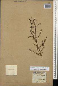 Suaeda altissima (L.) Pall., Caucasus, Armenia (K5) (Armenia)