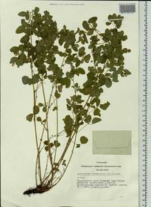 Medicago platycarpos (L.) Trautv., Siberia, Altai & Sayany Mountains (S2) (Russia)