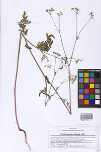 Torilis japonica (Houtt.) DC., Eastern Europe, Middle Volga region (E8) (Russia)