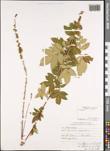 Agrimonia eupatoria L., Caucasus, South Ossetia (K4b) (South Ossetia)