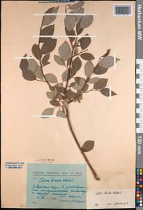 Salix bebbiana Sarg., Siberia, Baikal & Transbaikal region (S4) (Russia)