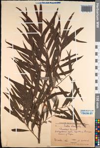 Salix viminalis L., Siberia, Russian Far East (S6) (Russia)
