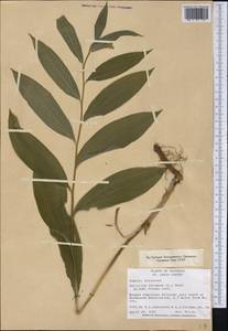 Maianthemum racemosum, America (AMER) (United States)