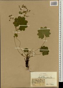 Alchemilla baltica Sam. ex Juz., Eastern Europe, Central forest region (E5) (Russia)