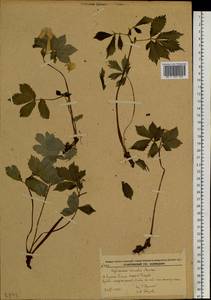 Hylomecon vernalis Maxim., Siberia, Russian Far East (S6) (Russia)