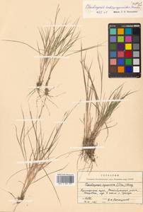 Cleistogenes squarrosa (Trin.) Keng, Siberia, Russian Far East (S6) (Russia)