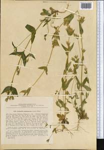 Gentianella turkestanorum (Gandoger) Holub, Middle Asia, Northern & Central Tian Shan (M4) (Kazakhstan)