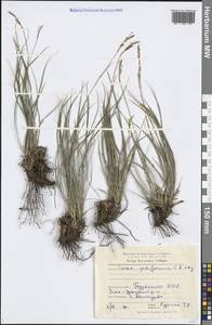 Carex pediformis C.A.Mey., Siberia, Baikal & Transbaikal region (S4) (Russia)