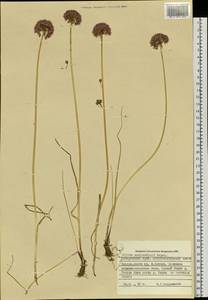 Allium maximowiczii Regel, Siberia, Russian Far East (S6) (Russia)