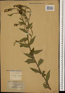 Centaurea phrygia subsp. salicifolia (M. Bieb. ex Willd.) Mikheev, Caucasus, Krasnodar Krai & Adygea (K1a) (Russia)