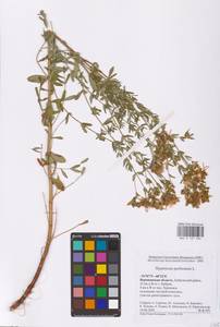 Hypericum perforatum L., Eastern Europe, Central forest-and-steppe region (E6) (Russia)