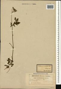 Erodium ruthenicum Bieb., Caucasus (no precise locality) (K0)