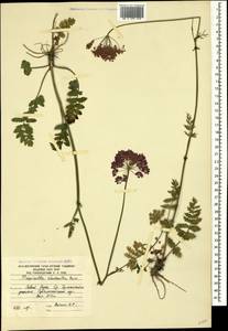 Pimpinella rhodantha Boiss., Caucasus, South Ossetia (K4b) (South Ossetia)