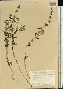 Thymus pannonicus All., Eastern Europe, South Ukrainian region (E12) (Ukraine)