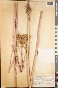 Seseli libanotis (L.) W.D.J.Koch, Siberia, Western (Kazakhstan) Altai Mountains (S2a) (Kazakhstan)
