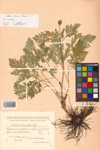 Adonis ramosa Franch., Siberia, Russian Far East (S6) (Russia)