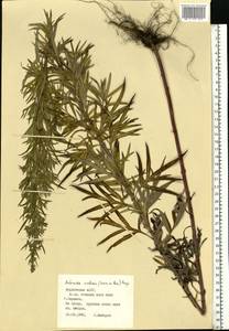 Artemisia dubia Wall. ex Besser, Eastern Europe, Middle Volga region (E8) (Russia)