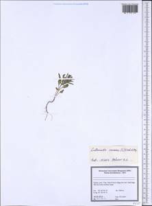 Lallemantia canescens (L.) Fisch. & C.A.Mey., South Asia, South Asia (Asia outside ex-Soviet states and Mongolia) (ASIA) (Turkey)