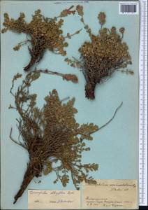 Dracocephalum oblongifolium Regel, Middle Asia, Pamir & Pamiro-Alai (M2) (Tajikistan)