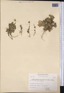 Cerastium alpinum subsp. lanatum (Lam.) Cesati, America (AMER) (Greenland)