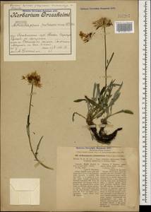 Psephellus pulcherrimus (Willd.) Wagenitz, Caucasus, Georgia (K4) (Georgia)