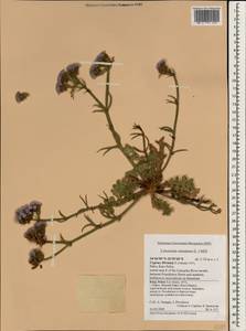 Limonium sinuatum (L.) Mill., South Asia, South Asia (Asia outside ex-Soviet states and Mongolia) (ASIA) (Cyprus)