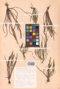 Plantago tenuiflora Waldst. & Kit., Middle Asia, Caspian Ustyurt & Northern Aralia (M8) (Kazakhstan)