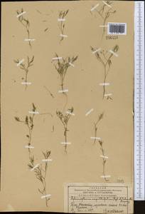 Psammogeton capillifolium (Regel & Schmalh.) Mousavi, Mozaff. & Zarre, Middle Asia, Western Tian Shan & Karatau (M3) (Kazakhstan)