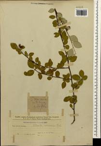 Cotoneaster melanocarpus G.Lodd., Caucasus, Azerbaijan (K6) (Azerbaijan)