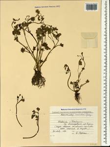Ranunculus muricatus L., Caucasus, Georgia (K4) (Georgia)
