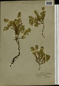 Dracocephalum palmatum Stephan ex Willd., Siberia, Chukotka & Kamchatka (S7) (Russia)