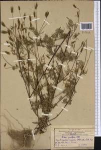 Bidens parviflora Willd., Siberia, Russian Far East (S6) (Russia)