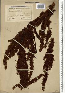Rumex crispus L., Caucasus, Azerbaijan (K6) (Azerbaijan)