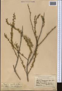 Tamarix gracilis Willd., Middle Asia, Syr-Darian deserts & Kyzylkum (M7) (Kazakhstan)