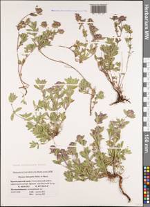 Thymus markhotensis Maleev, Caucasus, Black Sea Shore (from Novorossiysk to Adler) (K3) (Russia)