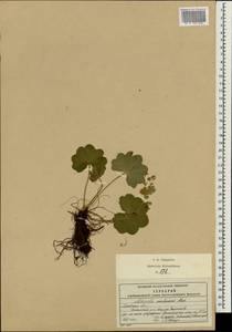 Alchemilla semilunaris Alechin, Eastern Europe, Moscow region (E4a) (Russia)