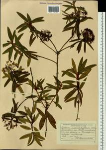 Rhododendron diversipilosum (Nakai) Harmaja, Siberia, Russian Far East (S6) (Russia)
