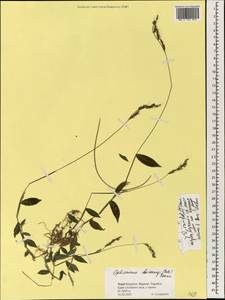 Oplismenus burmanni (Retz.) P.Beauv., South Asia, South Asia (Asia outside ex-Soviet states and Mongolia) (ASIA) (Nepal)