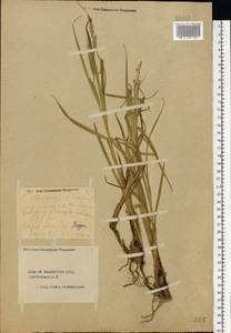 Carex vesicaria L., Eastern Europe, Central forest region (E5) (Russia)