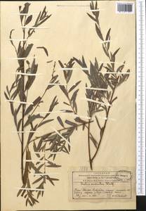 Salix capusii Franch., Middle Asia, Western Tian Shan & Karatau (M3) (Kazakhstan)