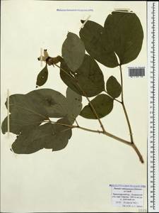 Paeonia wittmanniana Hartw. ex Lindl., Caucasus, Black Sea Shore (from Novorossiysk to Adler) (K3) (Russia)