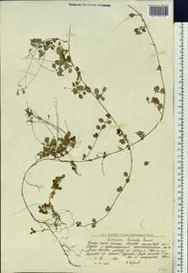 Linnaea borealis L., Eastern Europe, Northern region (E1) (Russia)