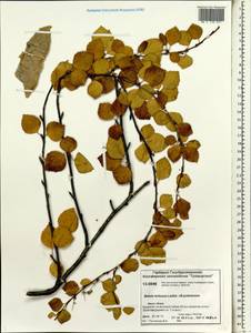 Betula tortuosa × pubescens, Siberia, Central Siberia (S3) (Russia)