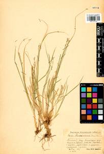 Carex brunnescens (Pers.) Poir., Siberia, Altai & Sayany Mountains (S2) (Russia)