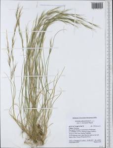 Aristida adscensionis L., South Asia, South Asia (Asia outside ex-Soviet states and Mongolia) (ASIA) (China)