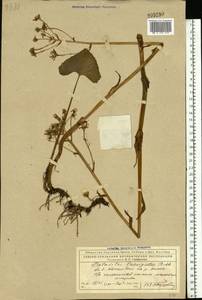 Petasites radiatus (J. F. Gmel.) J. Toman, Eastern Europe, Northern region (E1) (Russia)