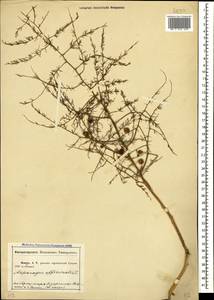 Asparagus officinalis L., Caucasus, Abkhazia (K4a) (Abkhazia)